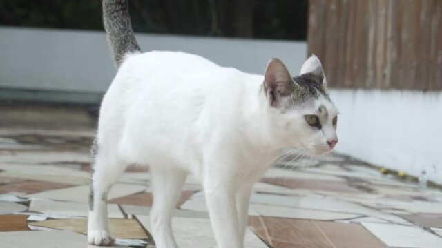 A beautiful white young cat walks. Slow motion. High quality FullHD footage