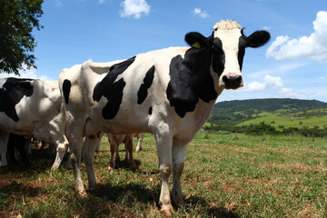 cow in the field