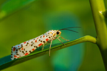 insect