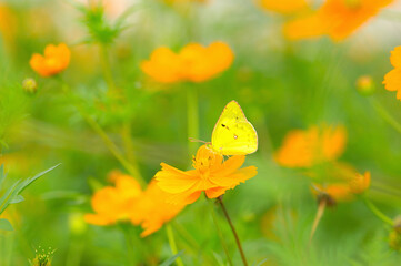 黄花コスモスともんきちょう