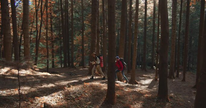 Cheerful Caucasian couple of man and woman hiking in golden autumn forest with backpacks and trekking poles. Male and female walking in park between trees. Trekking concept Travelers climbing mountain