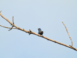 Indigo Bunting Bird with Vibrant Dark Blue Feathers is Perched on Tree Branch with Bright Blue Sky in Background 