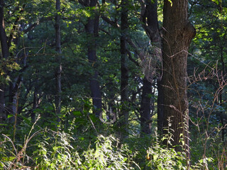Two Spider Webs Sparkle in the Morning Dawn Sunshine on the Edge of the Forest