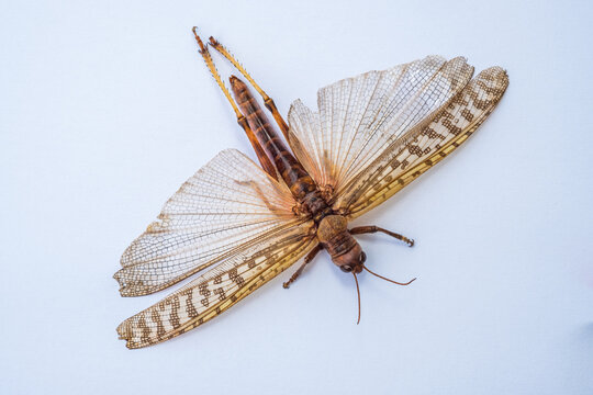 Desert locust specimen against white background