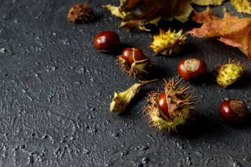 Autumn leaves and fresh chestnuts in shell on black background. The spiny shell of the chestnut partially detached.