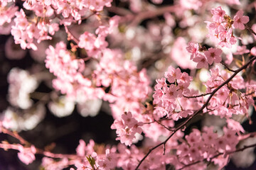 pink cherry blossom