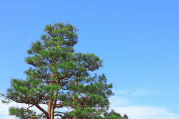 松と青空