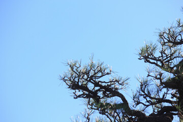 松と青空