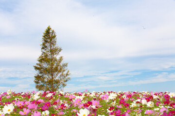 Obraz premium field of flowers