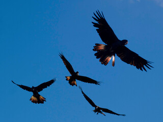 Red-tail Black Cockatoos © Warren