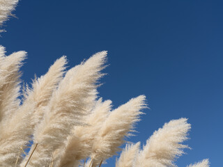 Backlit grasses and blue sky