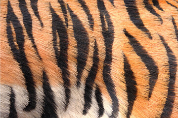 トラの剥製の胴体の縞模様