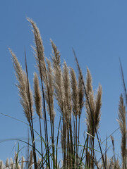 Backlit grasses and blue sky