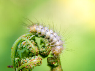 hairy caterpillar on fern shoots with Blank for text, selective focus