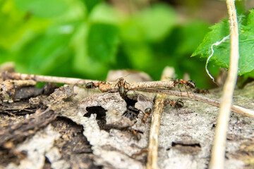 three ants drag a twig over an obstacle, selective focus