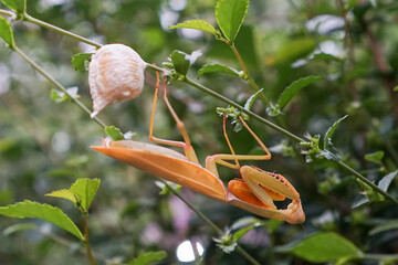Grasshopper female laying eggs at twig or leaf