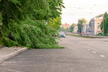 tree fallen on the edge of the carriageway of a city street, selective focus