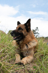 german shepherd dog on the grass