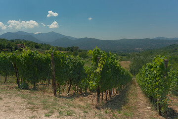 Fototapeta na wymiar Irpinia, view of the Aglianico vineyards. Green rows under a beautiful blue sky.