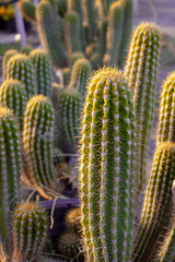 Tall and thin cactus grow in a desert garden nursery greenhouse in Arizona, USA
