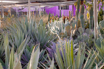 Saguaro and other desert cactus and succulents in an Arizona greenhouse with a pink sunset filter