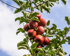 Red apples on a branch of apple tree with green leaves.