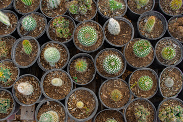 Small cactus and succulents as houseplants for sale in an Arizona nursery and greenhouse as seen from a birds-eye or overhead view
