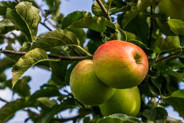 green apples on a branch of apple tree with green leaves.