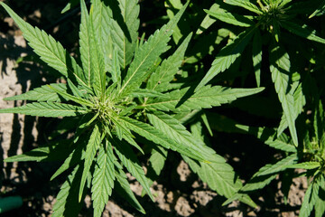 Primer plano de una planta de marihuana cannabis sativa medicinal producida en casa. mano humana
