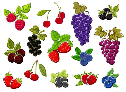 Wild and garden berries isolated sketches. Bunch of grapes, cherry and strawberry, blueberry, blackcurrant and raspberry, blackberry hand drawn vectors set. Farm ripe berries fruits and leaves