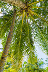 Obraz premium Beach summer vacation holidays background with coconut palm trees and hanging palm tree leaves