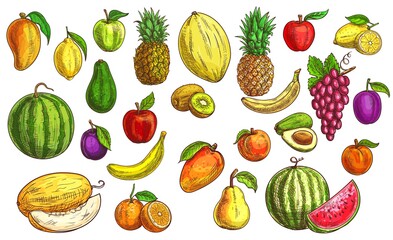 Fruits sketch, orange, apple food and papaya, vector icons. Tropical exotic mango, pineapple and peach, farm lemon citrus, hand drawn kiwi, banana, apricot, avocado, grape and watermelon sketch doodle