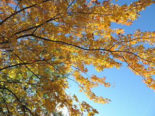 Beaut&eacute;s automnales