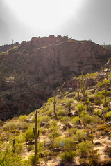Saguaro cactus and other lush vegetation under the harsh sun as seen from Peralta Canyon in the Superstition Wilderness in the Superstition Mountains, Apache Junction, Arizona, USA