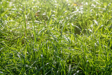 Green Summer Grass Meadow Close-Up With Bright Sunlight. Sunny Spring Background
