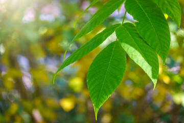 Fototapeta na wymiar Green leaves of a bird cherry with blurred background in sunset light.