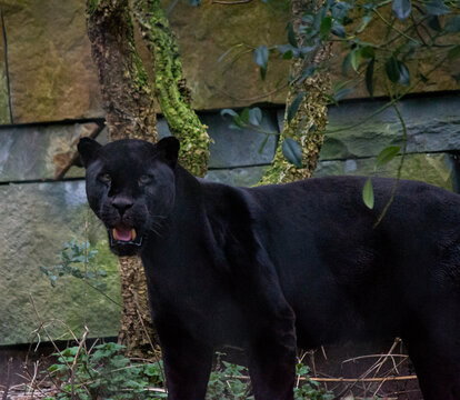 Black Jaguar