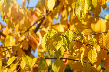 Branches with leaves in the autumn park.