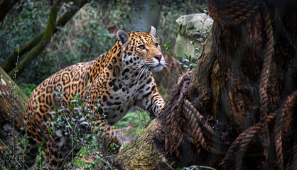 Leopardo house © Facundo