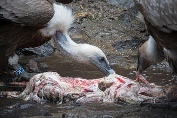 almuerzo carro&ntilde;ero.