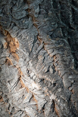 Cork oak bark relief texture. Tree bark texture. Natural background