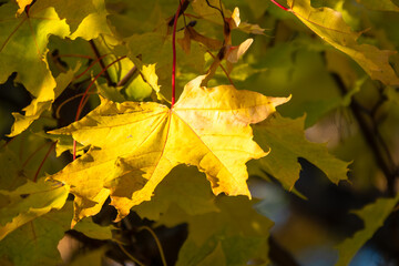 Maple branches with yellow leaves in autumn, in the light of sunset.