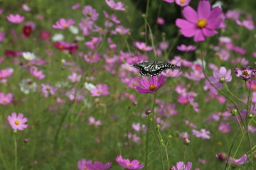日本の公園に咲くコスモスの花の蜜を吸うアゲハチョウ