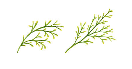 Clipart two green branches of a cereal plant for Christmas decoration. Watercolor illustration on white background.