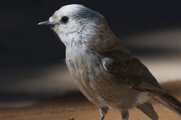 Canada Jay in the shadows 