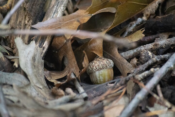 Acorn Hiding on Forest Floor
