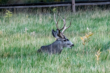 Buck Lying in Field in Captol Reef National Park at Sunrise