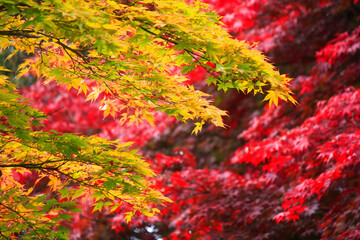 紅葉