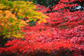 紅葉