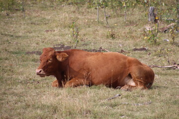 Resting Cow, Kananaskis Country, Alberta